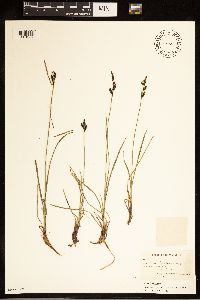 Carex bigelowii image