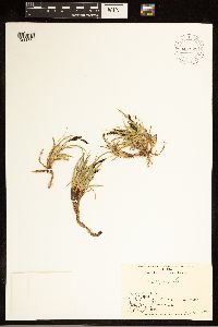 Carex bigelowii image