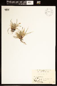 Carex bigelowii image