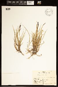 Carex bigelowii image