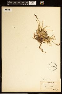 Carex bigelowii image