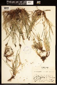 Carex bigelowii image