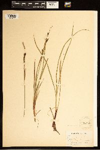 Carex bigelowii image