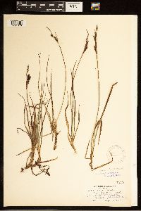 Carex bigelowii image