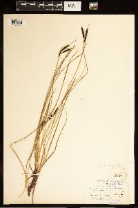 Carex bigelowii image