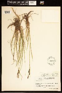 Carex bigelowii image