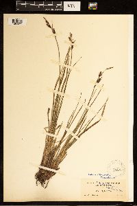 Carex bigelowii image