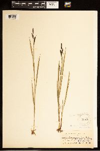 Carex bigelowii image