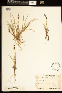 Carex bigelowii image