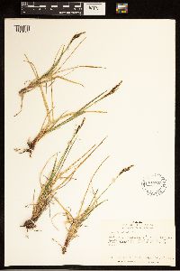 Carex bigelowii image