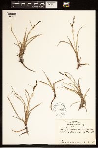 Carex bigelowii image