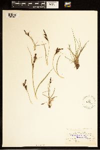 Carex bigelowii subsp. bigelowii image