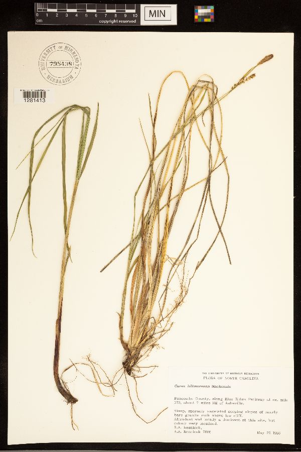 Carex biltmoreana image