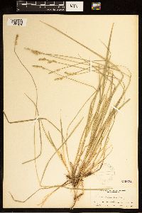 Carex bolanderi image