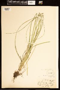 Carex bolanderi image