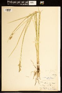 Carex bolanderi image