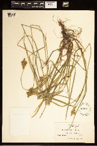 Carex bolanderi image