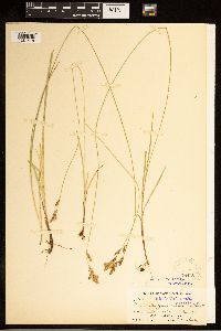 Carex bolanderi image