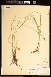 Carex bolanderi image