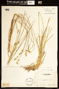 Carex bolanderi image