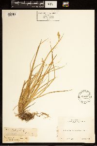 Carex bolanderi image
