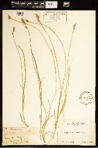 Carex bolanderi image
