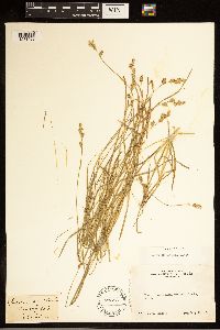 Carex bolanderi image