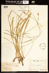 Carex bolanderi image