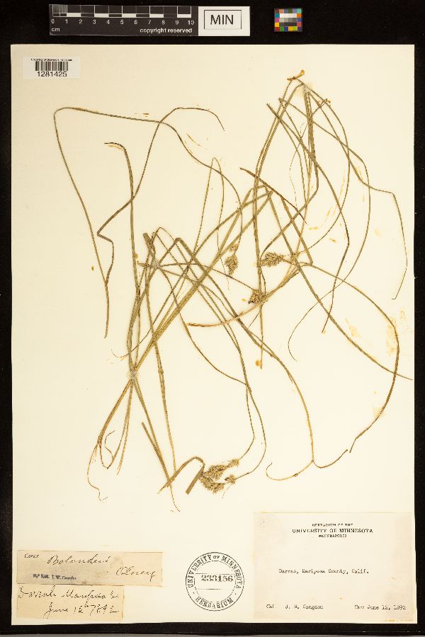 Carex bolanderi image