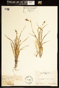 Carex bolanderi image