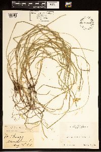 Carex bolanderi image