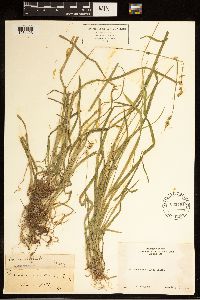 Carex bolanderi image