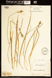 Carex bolanderi image