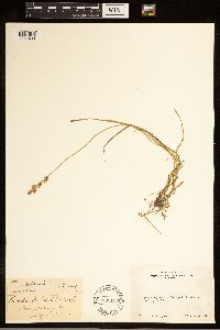 Carex bolanderi image