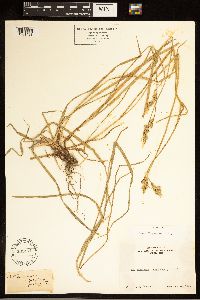 Carex bolanderi image