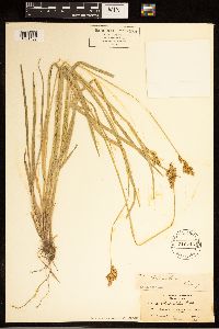Carex bolanderi image