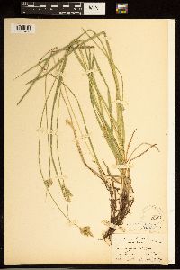Carex bolanderi image