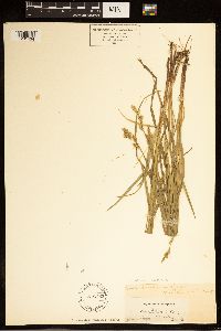 Carex bolanderi image