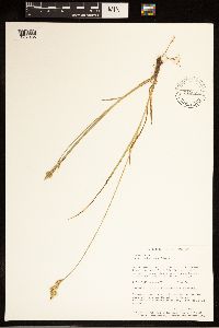 Carex bolanderi image
