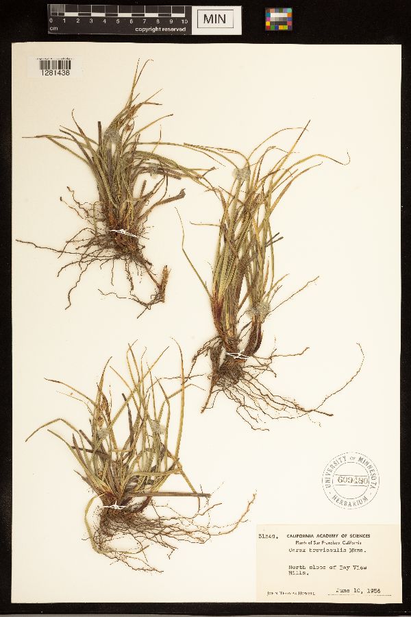 Carex brevicaulis image