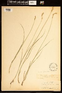 Carex brevior image