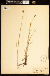 Carex brevior image