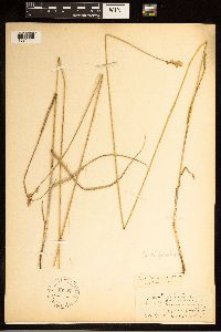 Carex brevior image