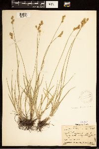 Carex brevior image