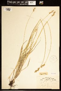 Carex brevior image