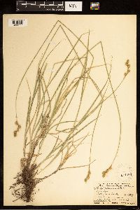 Carex brevior image