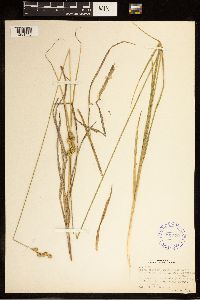 Carex brevior image