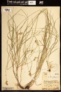 Carex brevior image
