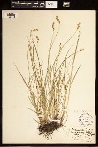 Carex brevior image