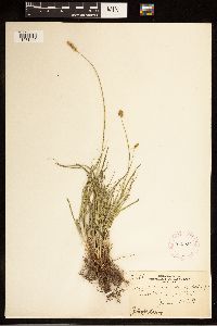 Carex brevior image